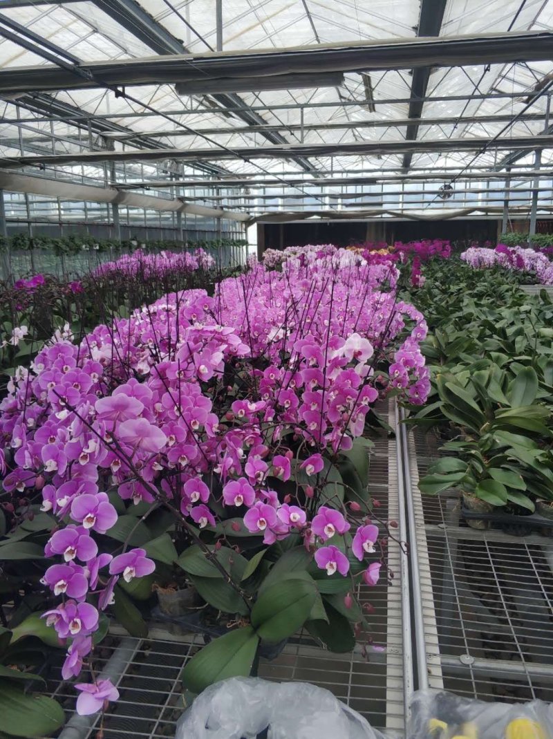 蝴蝶兰花花色艳丽，四季常开，阳台客厅