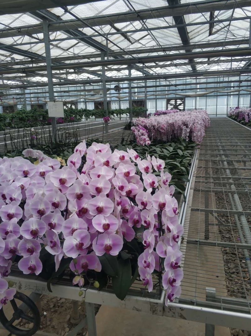 蝴蝶兰花花色艳丽，四季常开，阳台客厅