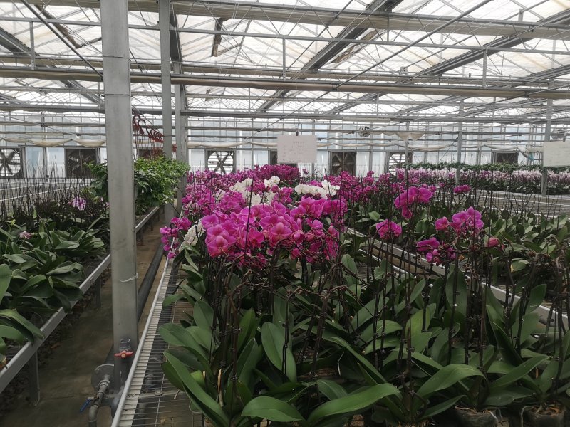 蝴蝶兰花花色艳丽，四季常开，阳台客厅