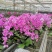蝴蝶兰花花色艳丽，四季常开，阳台客厅