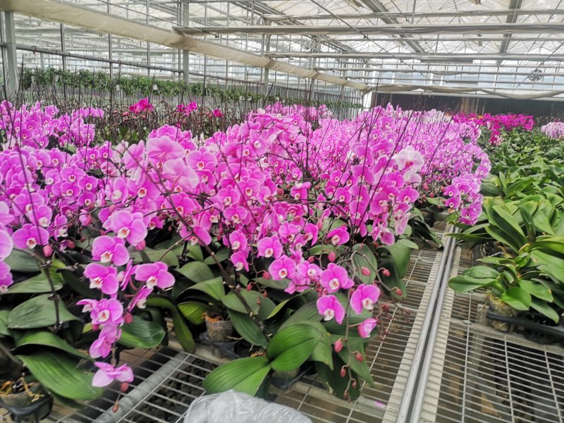 蝴蝶兰花花色艳丽，四季常开，阳台客厅