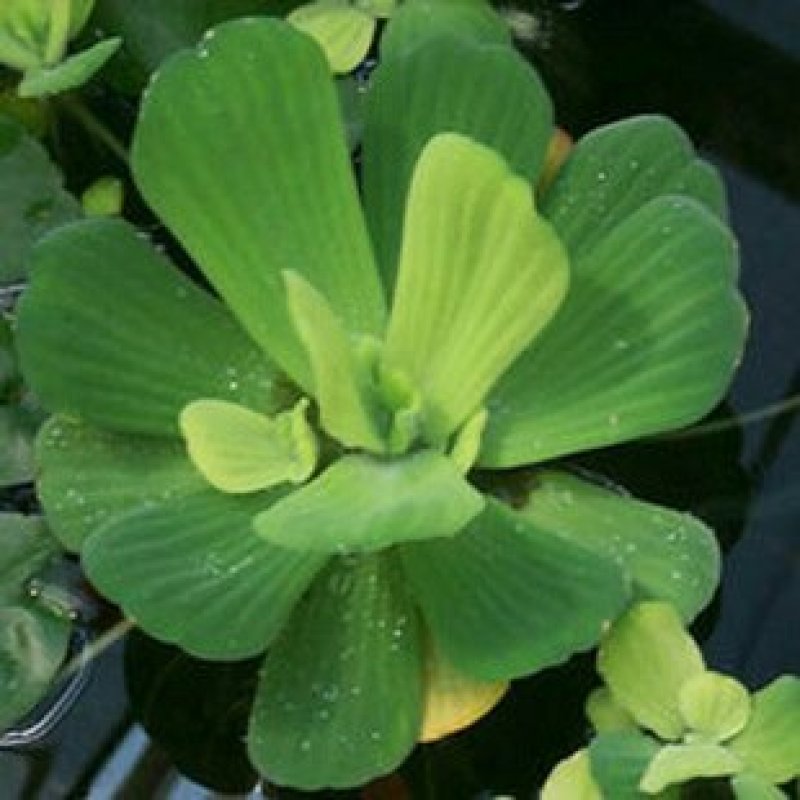 水芙蓉水葫芦水白菜是水产育苗养鱼养虾等，根系发达可以种子