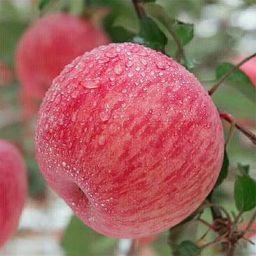 【货真价实】红富士苹果产地直供，全红条纹果颜色好口感脆甜
