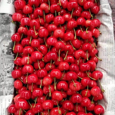 樱桃