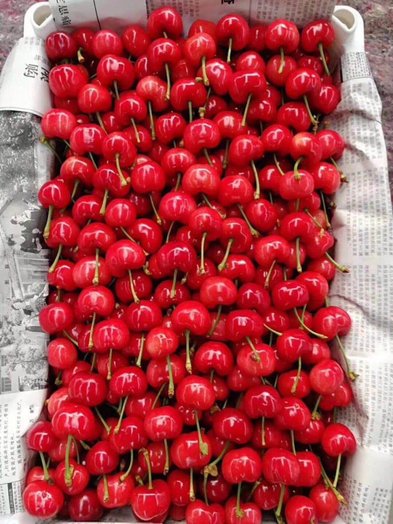 樱桃