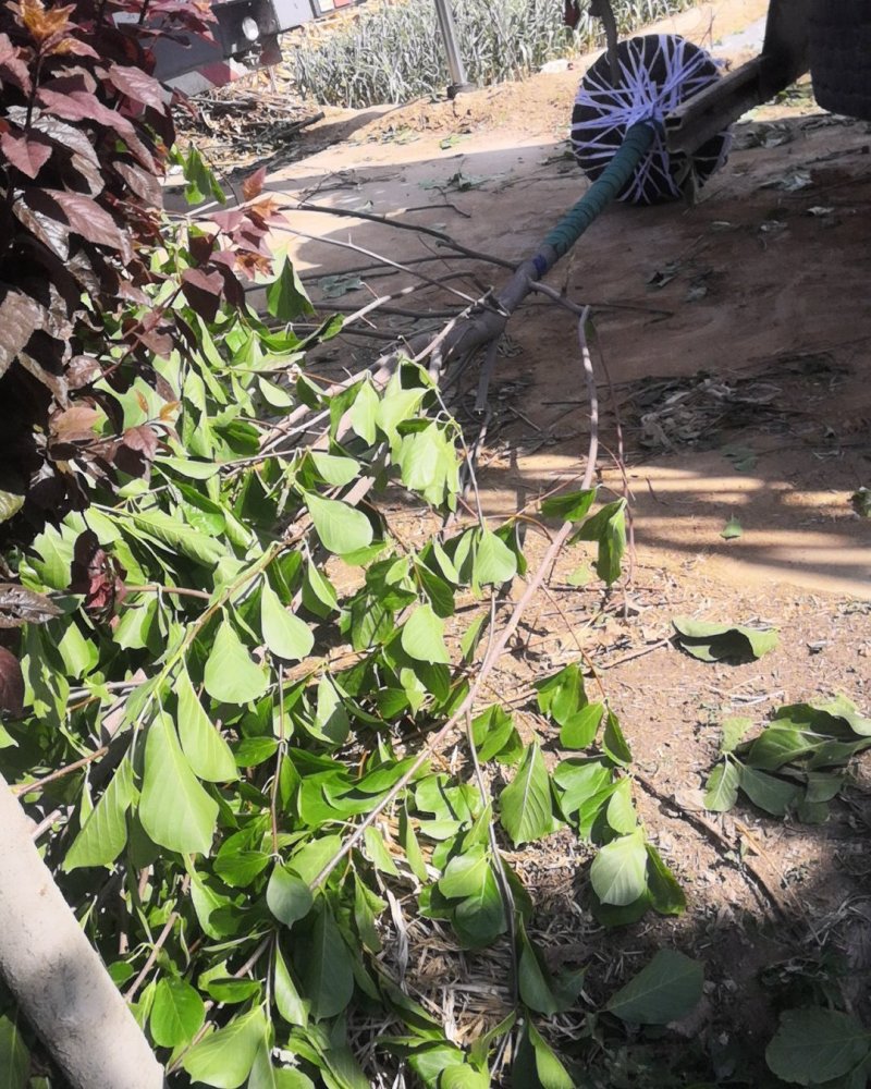 玉兰树红玉兰白玉兰还有黄花的玉兰嫁接广玉兰