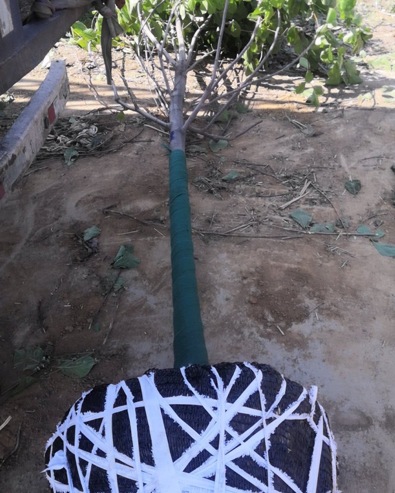 玉兰树红玉兰白玉兰还有黄花的玉兰嫁接广玉兰