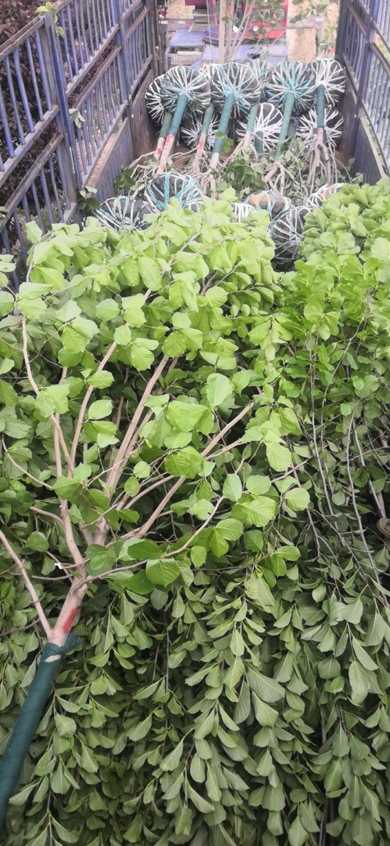 玉兰树红玉兰白玉兰还有黄花的玉兰嫁接广玉兰