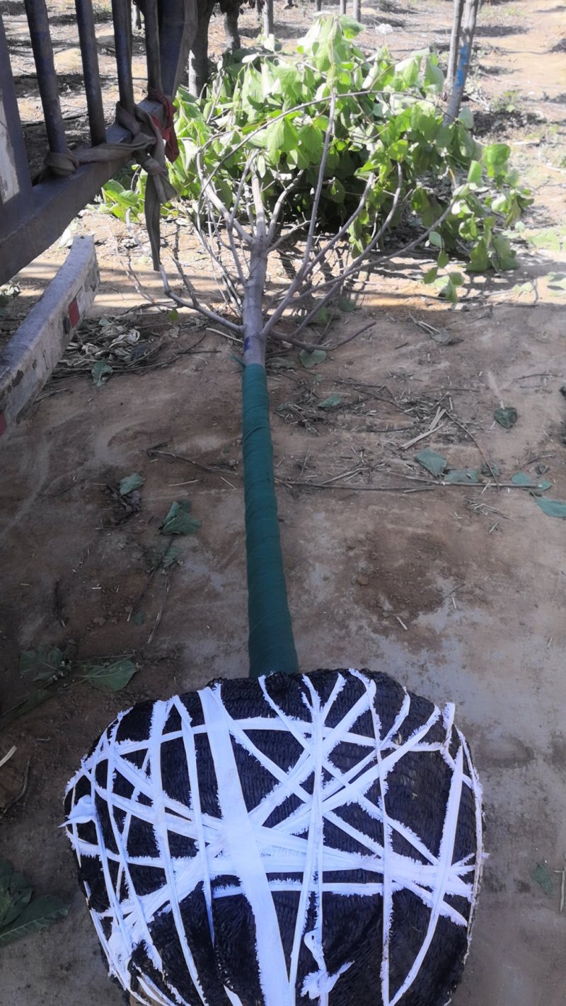 玉兰树红玉兰白玉兰还有黄花的玉兰嫁接广玉兰