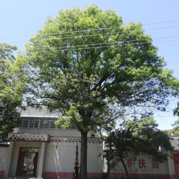 河南南阳供应精品黄连木10----50公分
