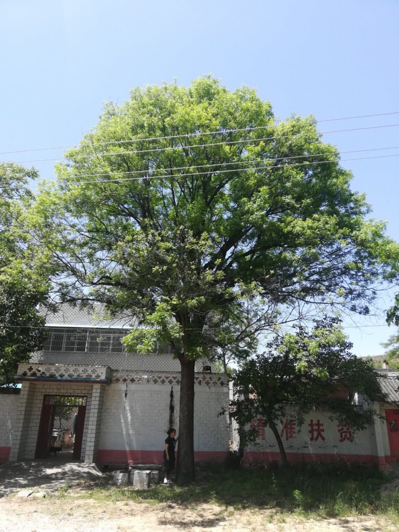 河南南阳供应精品黄连木10----50公分
