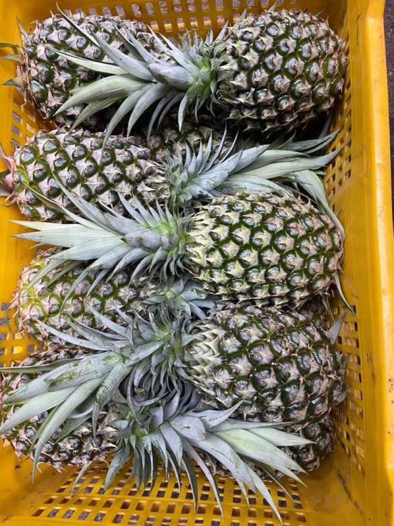 海南金钻甜蜜蜜凤梨5斤10斤18斤批发一件代发