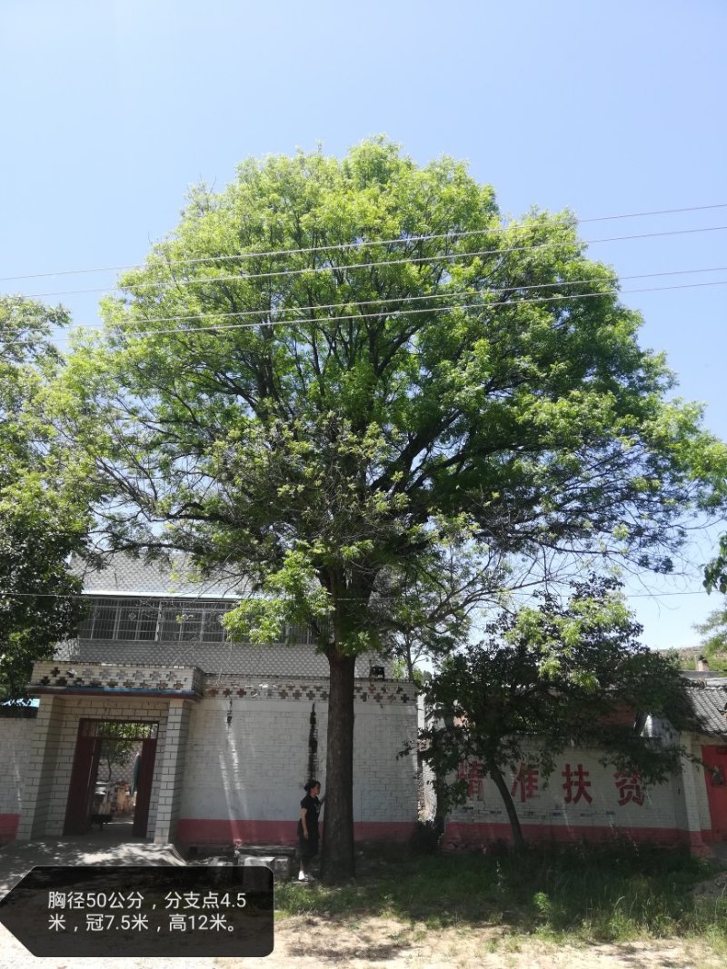 河南南阳供应精品黄连木10----50公分