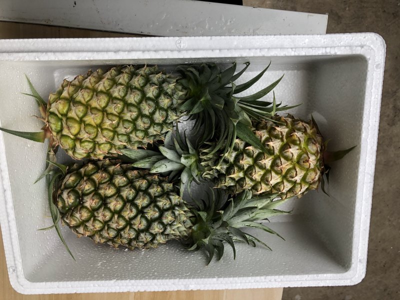 海南金钻甜蜜蜜凤梨5斤10斤18斤批发一件代发