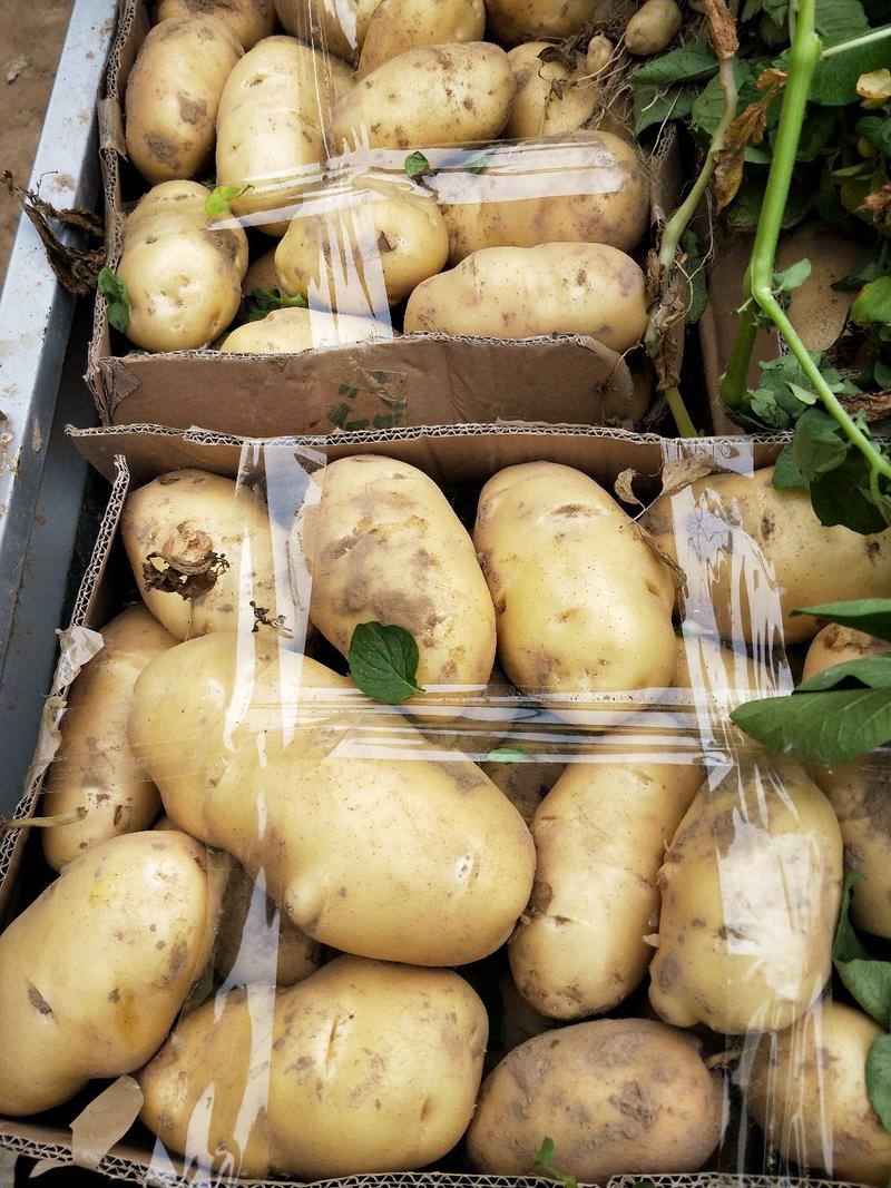 土豆，大棚土豆大量上市了。有v7。贺兰15。质量好。价格