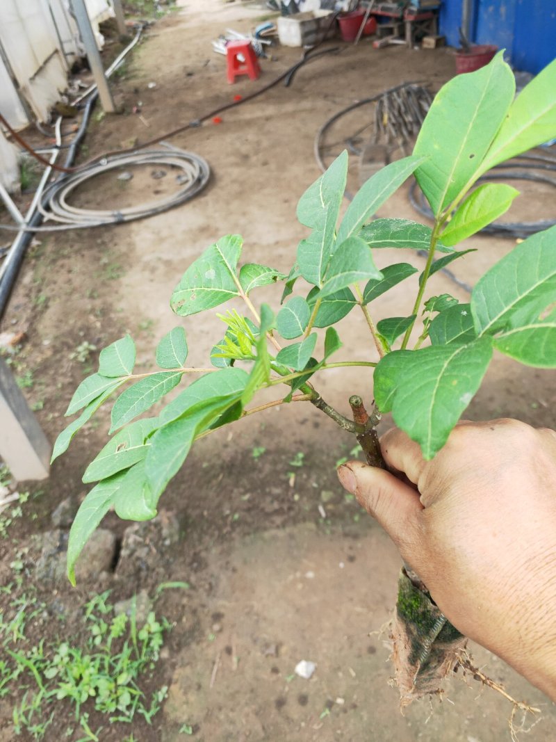 吴茱萸苗，茶辣苗，江西中花吴茱萸苗假一赔万，提供技术