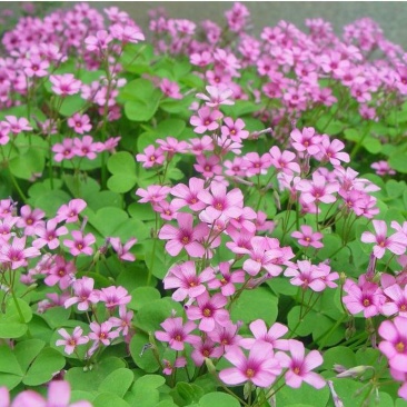 酢浆草红花酢浆草杂酱草炸酱草绿叶红花酢浆草适合四季种植