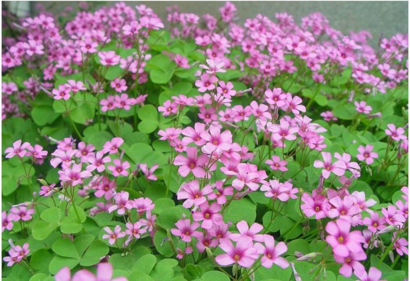酢浆草红花酢浆草杂酱草炸酱草绿叶红花酢浆草适合四季种植