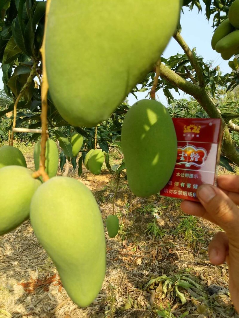 贵妃芒【广西产地】大量供应欢迎来电咨询。