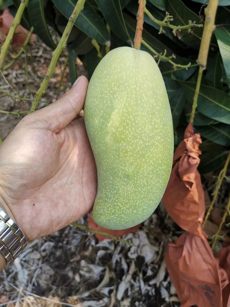 贵妃芒【广西产地】大量供应欢迎来电咨询。