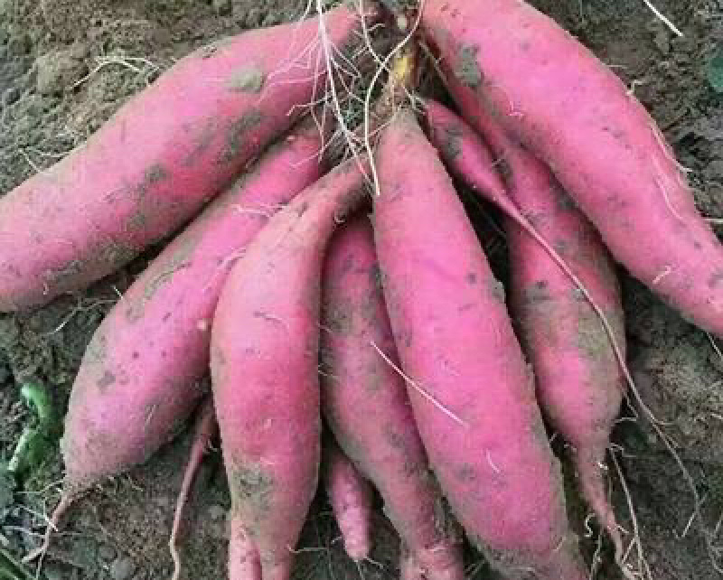 红薯（西瓜红）安徽红薯种植基地