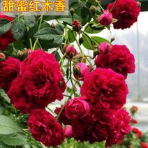甜蜜红木香花苗四季红色盆栽带花爬藤植物浓香吸味绿植好养活