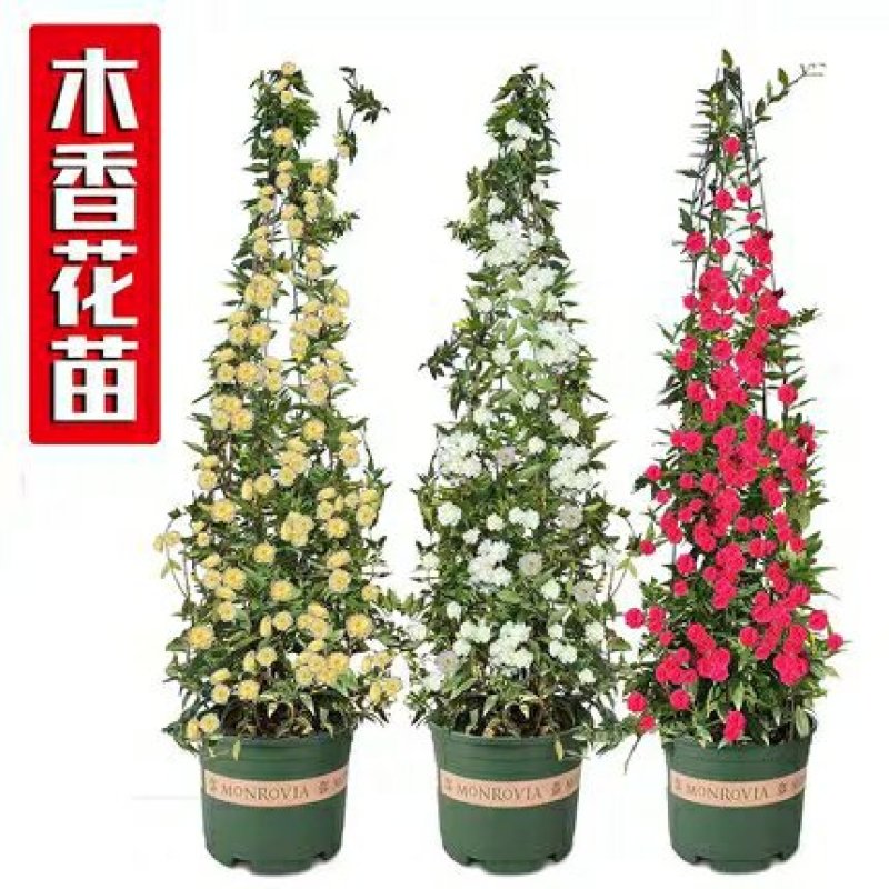 甜蜜红木香花苗四季红色盆栽带花爬藤植物浓香吸味绿植好养活