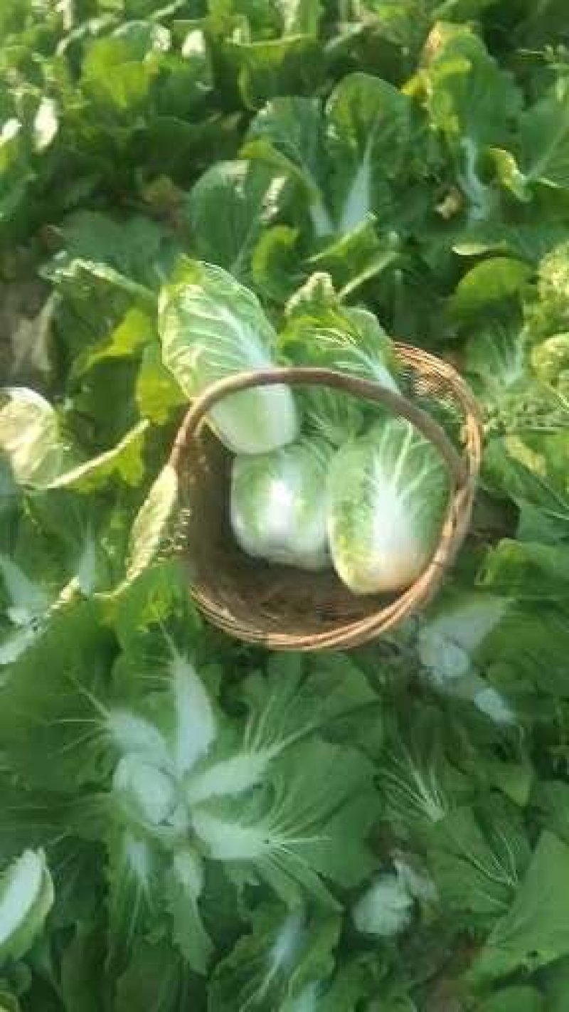 黄心白菜现摘现发大量上市产地直销物美价廉欢迎来电