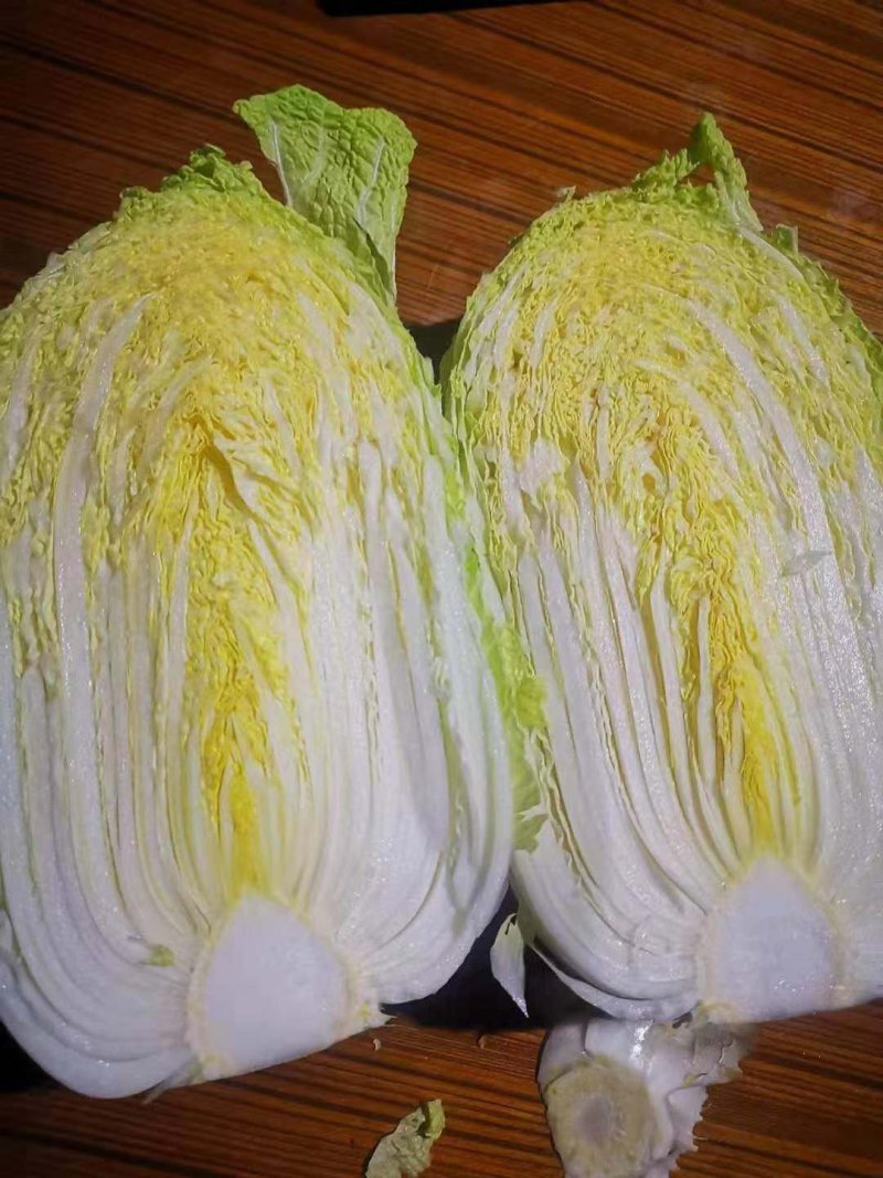 黄心白菜现摘现发大量上市产地直销物美价廉欢迎来电