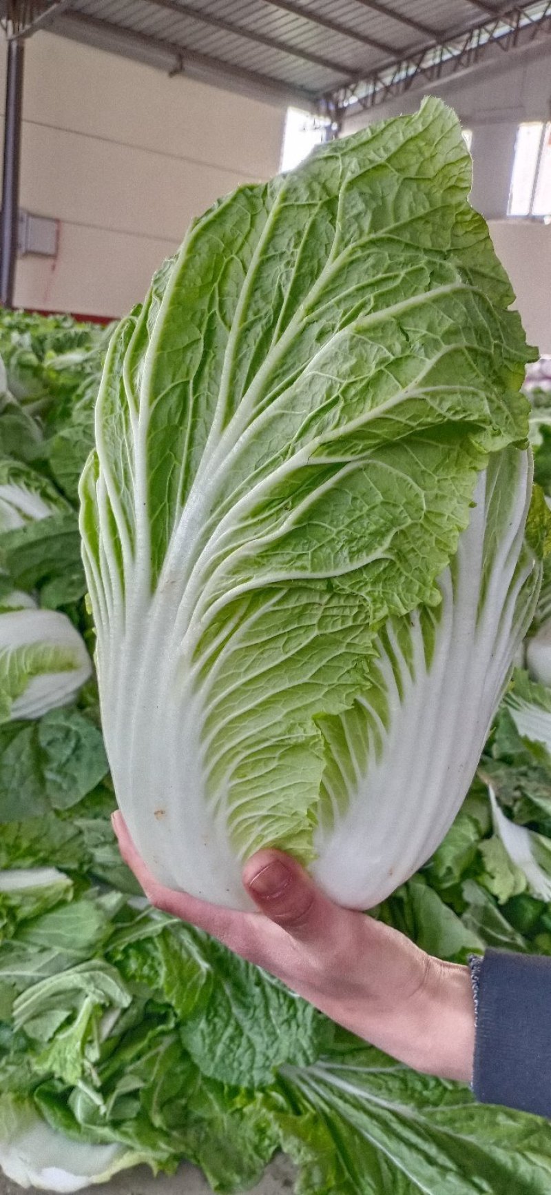 黄心白菜现摘现发大量上市产地直销物美价廉欢迎来电