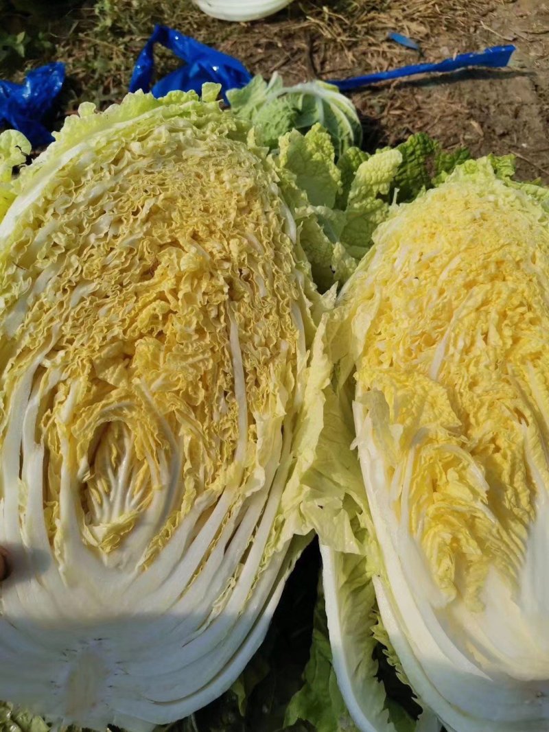 黄心白菜现摘现发大量上市产地直销物美价廉欢迎来电