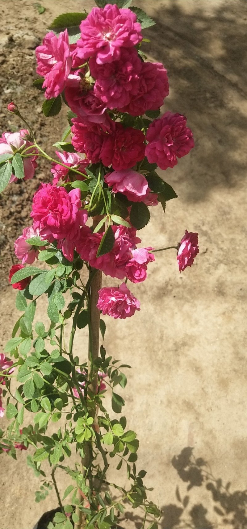 甜蜜红木香花苗四季红色盆栽带花爬藤植物浓香吸味绿植好养活