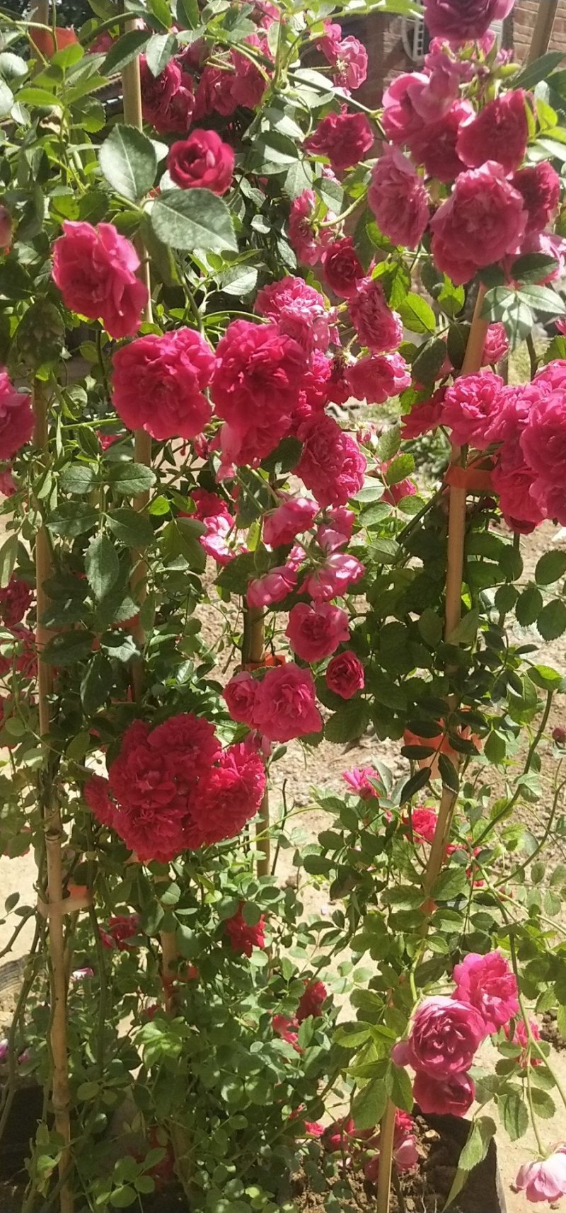 甜蜜红木香花苗四季红色盆栽带花爬藤植物浓香吸味绿植好养活