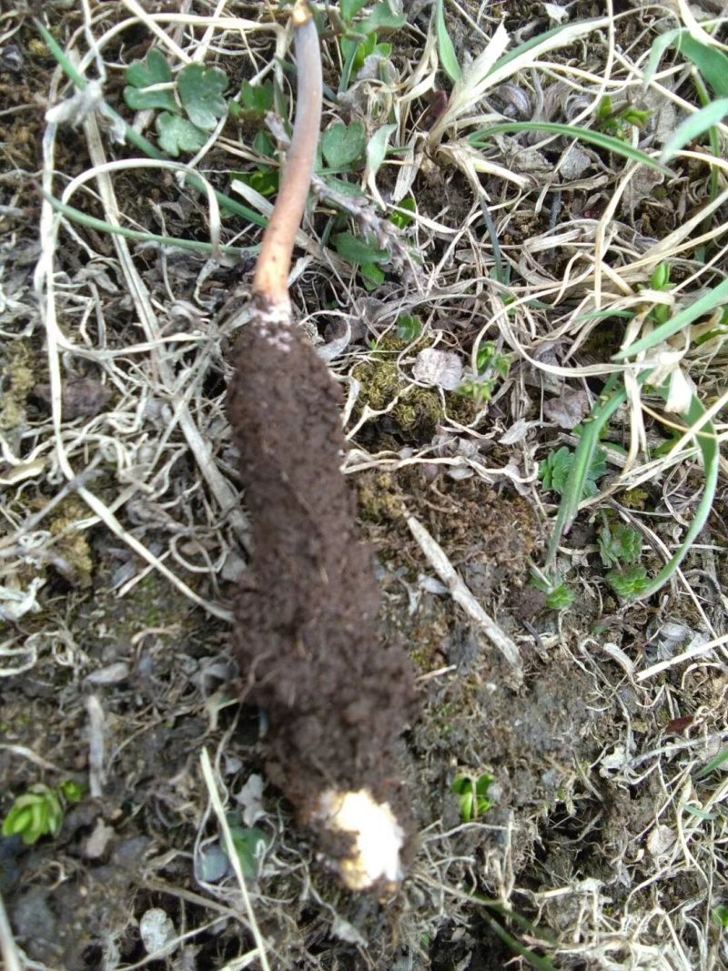 新鲜冬虫夏草大量上市了，产地青海果洛玉树，100根根包邮