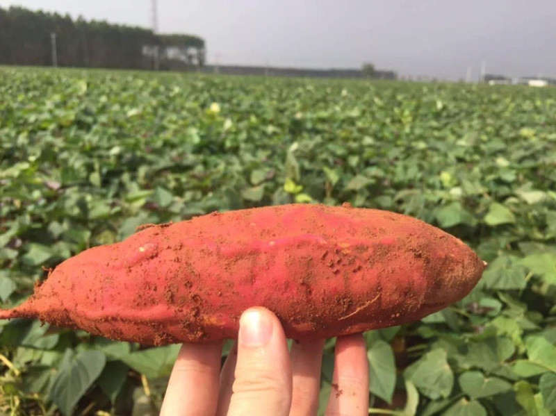 安徽泗县正宗（西瓜红）蜜薯