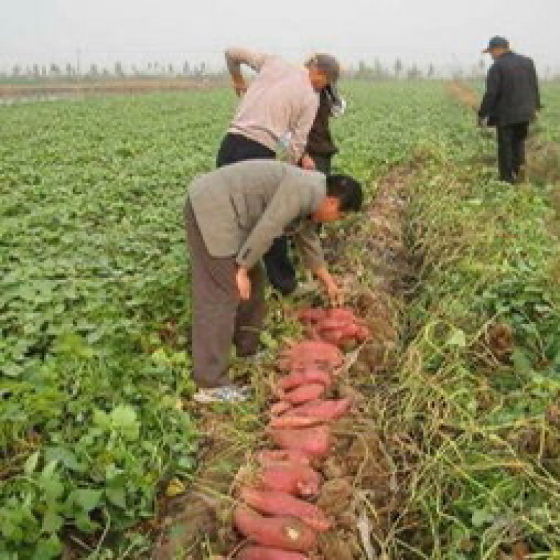 安徽泗县正宗（西瓜红）蜜薯