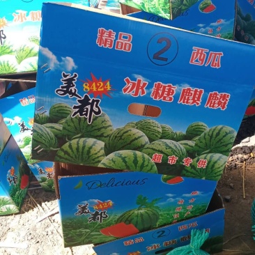 河南省商丘市夏邑县万亩大棚优质西瓜8424，美都开始上市