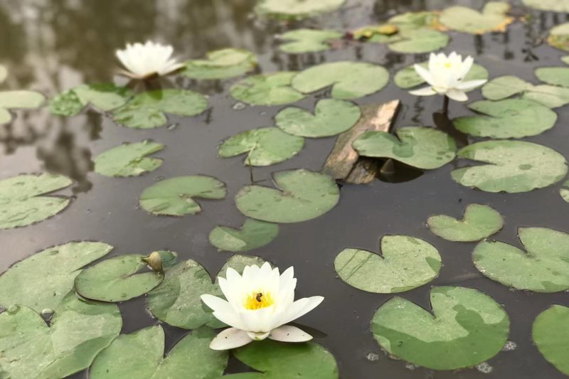 睡莲，子午莲，万维莎，香睡莲，浮水植物，带花苞带叶多年生