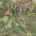 基地大量供应桃花(碧桃)大小苗