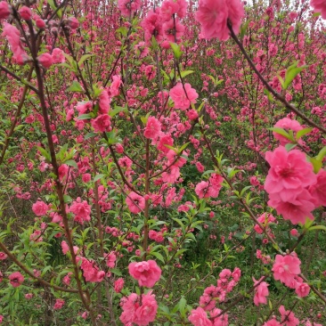 基地大量供应桃花(碧桃)大小苗
