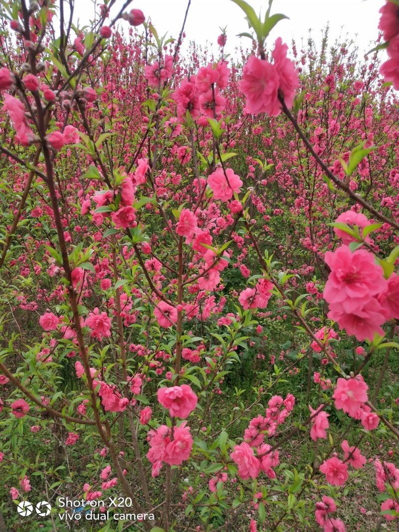 基地大量供应桃花(碧桃)大小苗