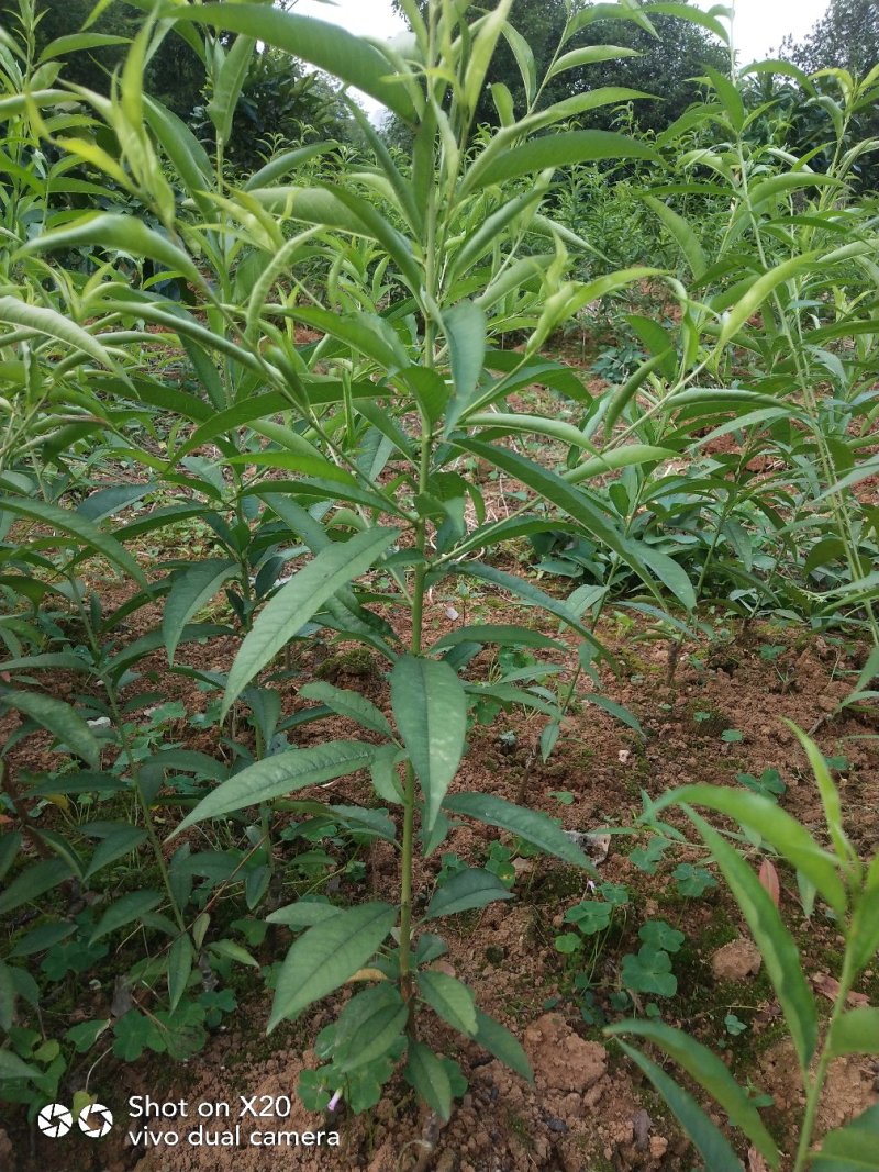 基地大量供应桃花(碧桃)大小苗