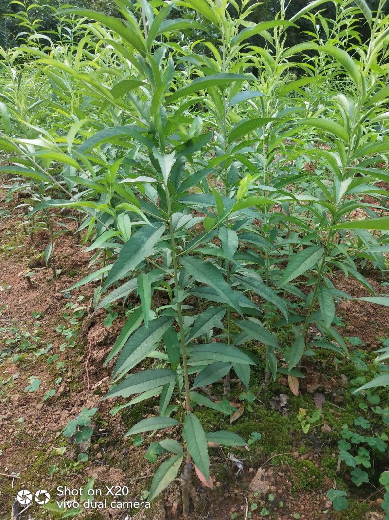 基地大量供应桃花(碧桃)大小苗