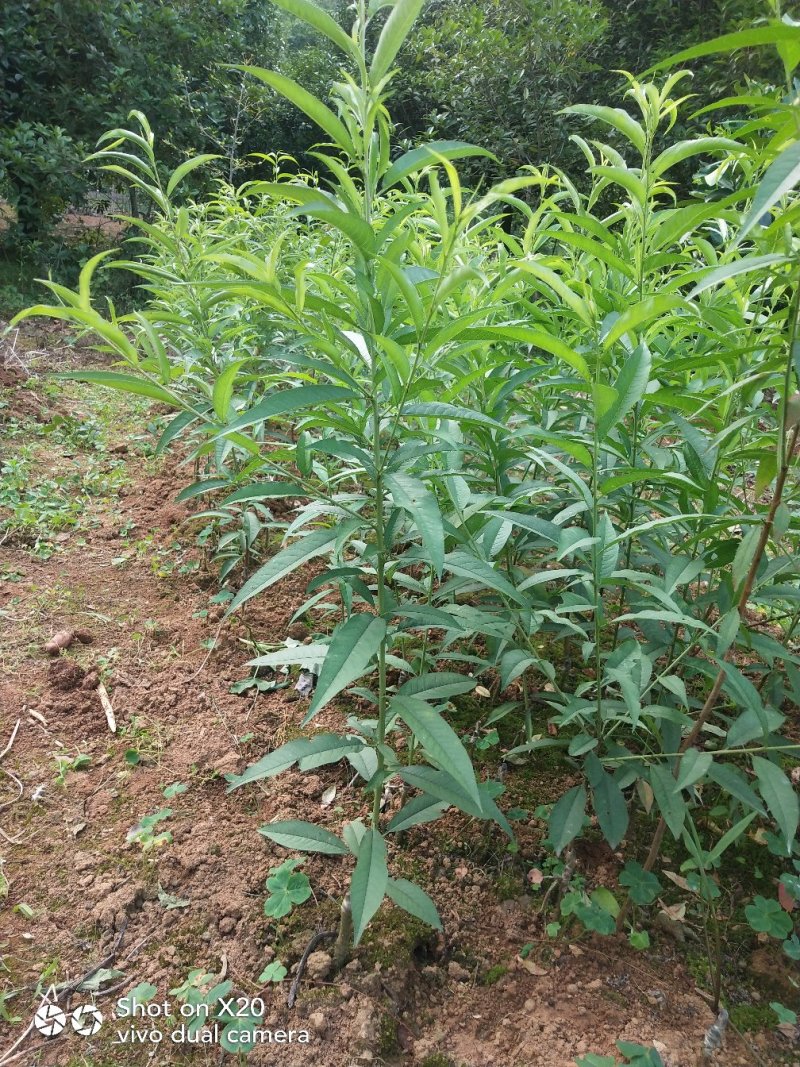 基地大量供应桃花(碧桃)大小苗