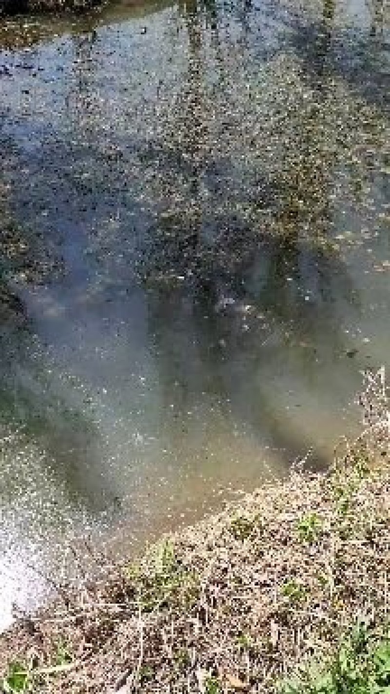 荇菜水藻净化水植物