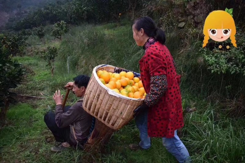 (血橙脐橙)中华红血橙伦晚脐橙夏橙看货定园现场采摘