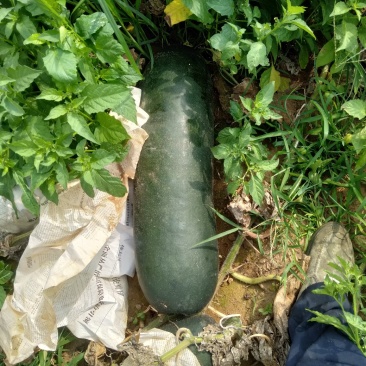 黑皮冬瓜