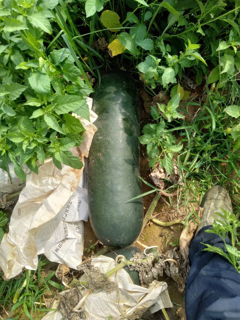 黑皮冬瓜