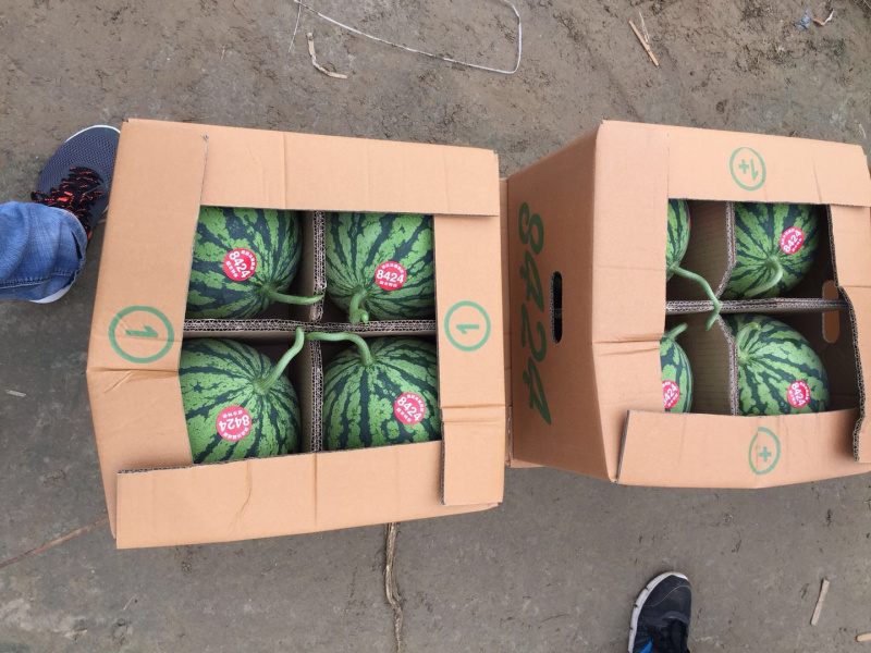 东台8424西瓜🍉专业团队代发全国各大市场