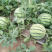 东台8424西瓜🍉专业团队代发全国各大市场